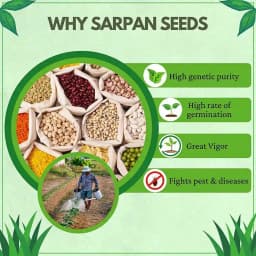 Sarpan Dolichos-4 Vegetable Seeds, Acidic Pods, Sickle-Shaped Beans, Bushy Plant 2