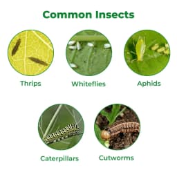 Dr. Bacto\'s Brave, Beauveria Bassiana, Bio Pesticide, Effective On Catter Piller, Grubs, Whitefly, Aphids, Borers, Leafhoppers, Cutworms and Thrips 3