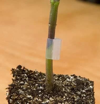 Siddhi Grafting Clips For Tomatoes - Image 9