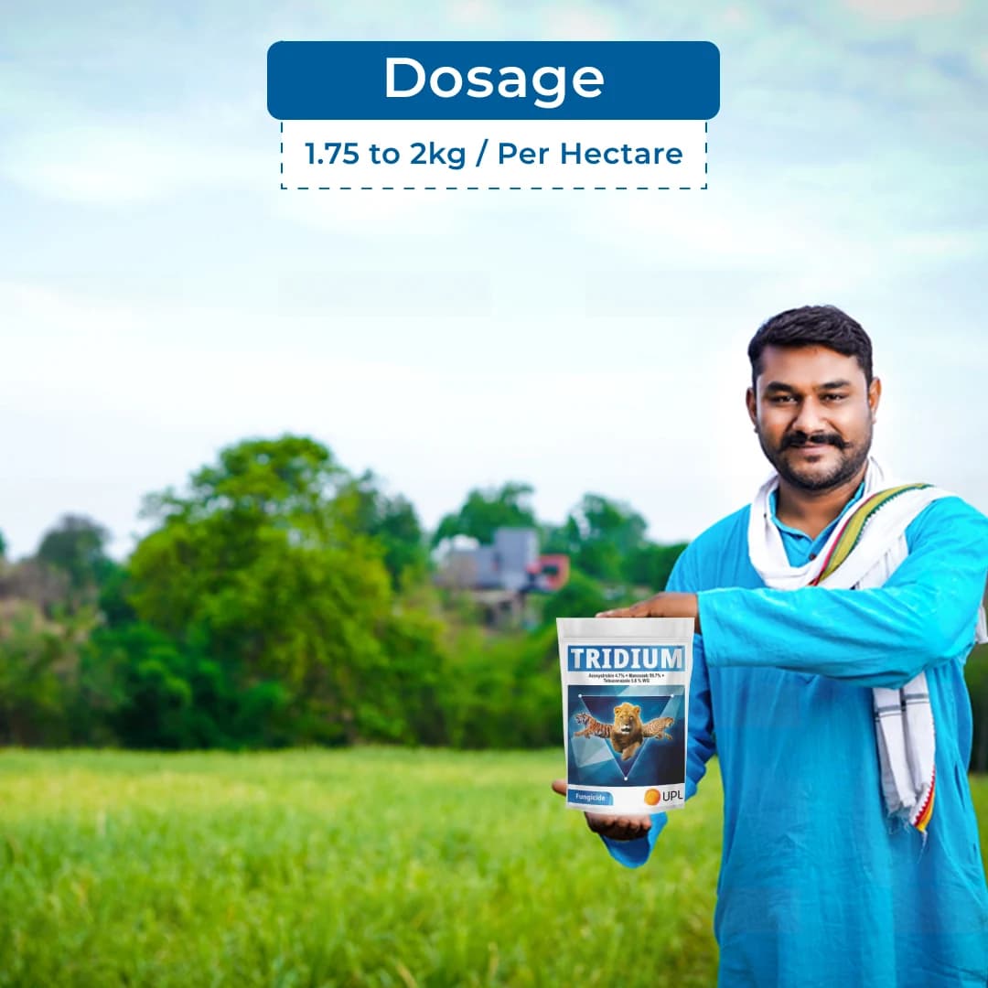 UPL TRIDIUM Azoxystrobin 4.7% + Mancozeb 59.7% + Tebuconazole 5.6% WG Gives Excellent Control of all Major Fungi Classes - Image 5