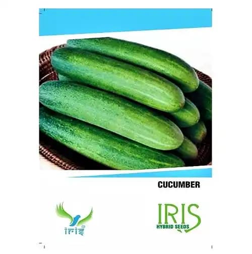 Iris Hybrid Vegetable Seeds Cucumber, Kheera Ke Beej, Best In Germination - Image 1