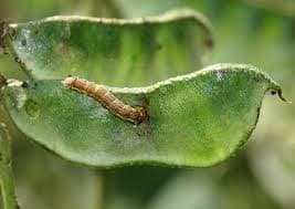 फनल ट्रैप और हेलिक ओ ल्यूर (हेलिकोवर्पा आर्मिजेरा फेरोमोन) बैंगन, चना, लाल चना, लोबिया, मूंगफली, सोयाबीन और टमाटर के लिए उपयोगी। - Image 2