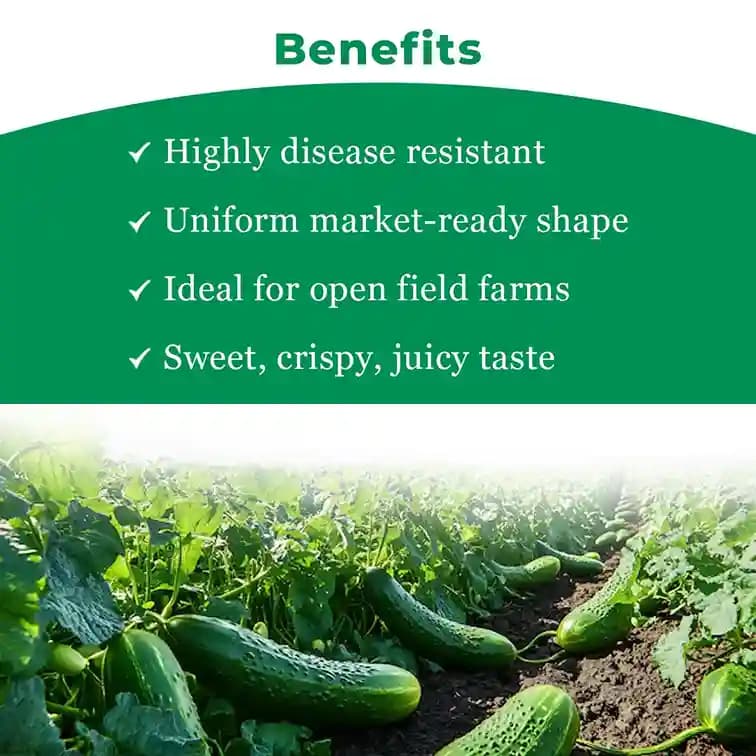 VNR Krish Cucumber (Kheera) Seeds - Image 4