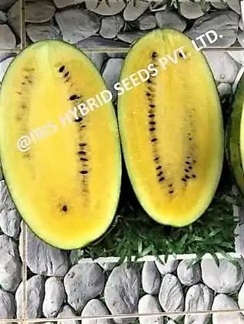 Iris Hybrid Fruit Seeds F1 Hybrid Watermelon Pukhraj - Sugar Baby Type Dark Green Color - Image 4