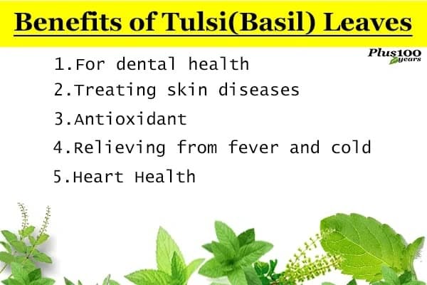 SRI SAI FORESTRY- Natural Tulsi Seed or Holy Basil Seeds, Indian Tulsi Plant Seeds, Flower Seeds - Image 8