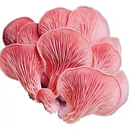 Shroomness Pink Oyster mushroom, Ready to Fruit Mushroom Block, Perfect Gift - Unique And Useful. 3