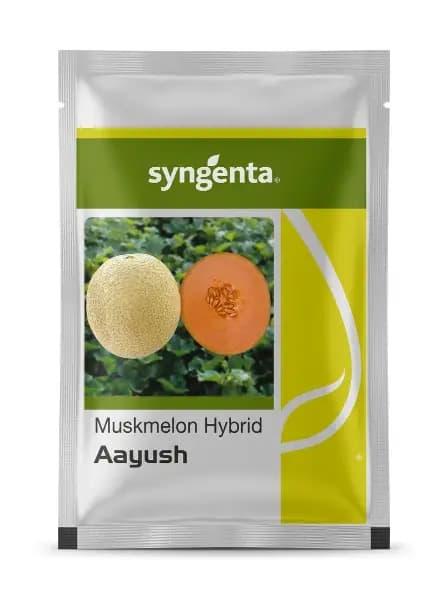 Syngenta Aayush Hybrid Melon Seeds High Yield Sweet Muskmelon - Image 1