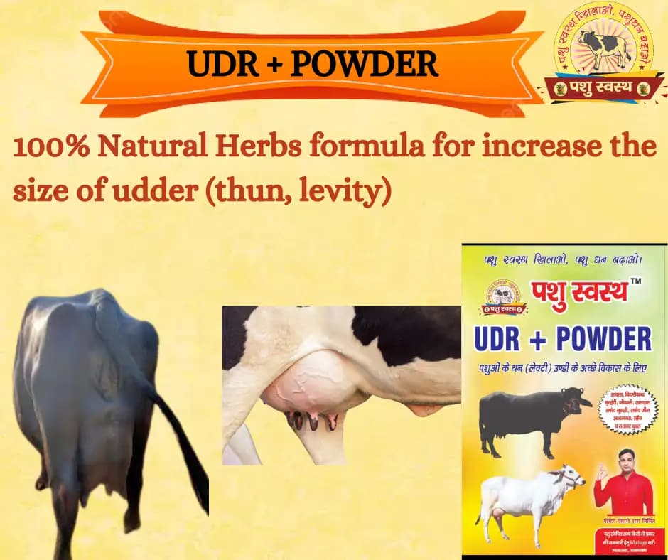 PASHU SVASTH UDR+ POWDER, Herbal Udder (Levity, Thun) Milk Enhancer For Cows And Buffaloes - Image 7