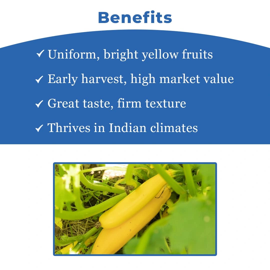 Tokai F1 Hybrid Zucchini Yellow Marvel, Bright Golden Color Variety, Excellent Flavour - Image 4