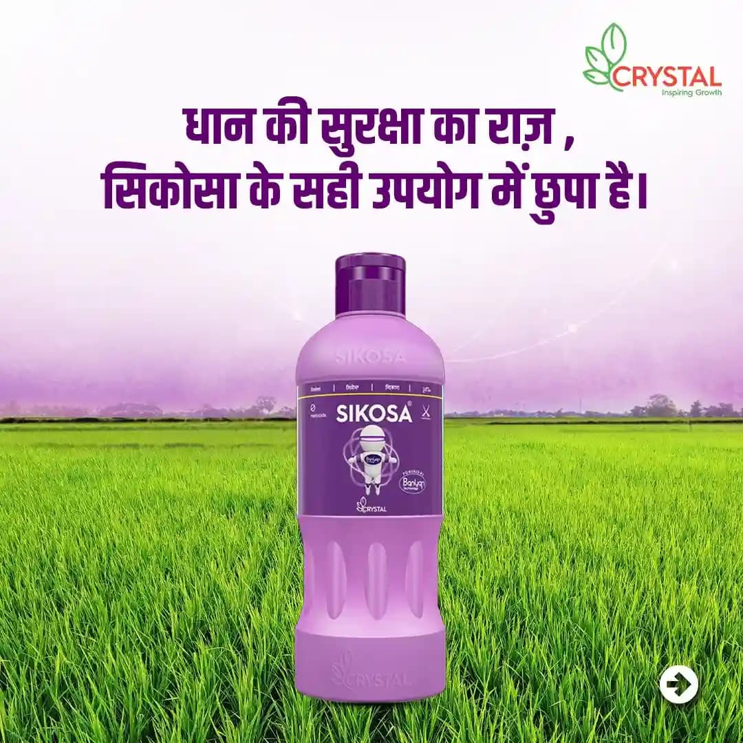 Crystal Sikosa Bensulfuron Methyl 4.8% + Pretilachlor 48% OD Herbicide, Use For Paddy - Image 7