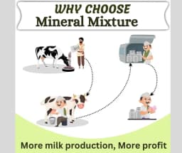PASHU SVASTH MINERAL MIXTURE, Animal Health Supplement, Increase Livestock Health & Productivity, The Mixture Enhances Milk Production 8