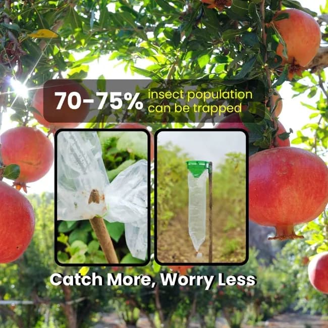 Chipku Funnel Trap With Spodoptera Litura Lure - Image 2