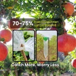 Chipk Pheromone Trap Funnel With Spodoptera Litura Lure For Brown Spotted & Tobacco Caterpillar, Useful In Cotton, Sunflower, Caster, Groundnut Crops. 2