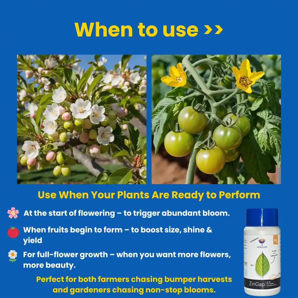 Utkarsh ZinGap (Zinc- Zn 12% EDTA Chelated) (100% Water Soluble Foliar Spray), Used To Increase Yield & Quality of Crops. - Image 4