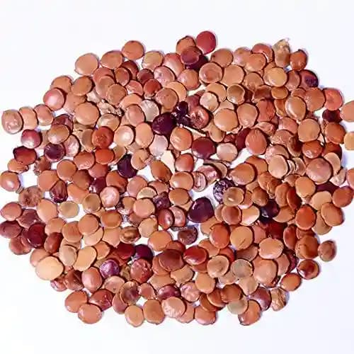 RK Seeds - Gliricidia Seed, Gliricidia tree seeds, Gliricidia sepium, Best For Live Fencing - GLIRICIDIA SEPIUM TREE SEEDS, Fodder seeds, cattle seeds - Image 3