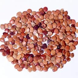 RK Seeds - Gliricidia Seed, Gliricidia tree seeds, Gliricidia sepium, Best For Live Fencing - GLIRICIDIA SEPIUM TREE SEEDS, Fodder seeds, cattle seeds 3