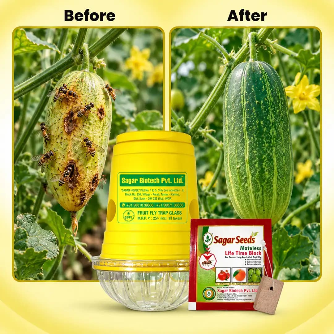 Sagar Fruit Fly Trap With Lure Effective Melon Fly Trap - Image 10