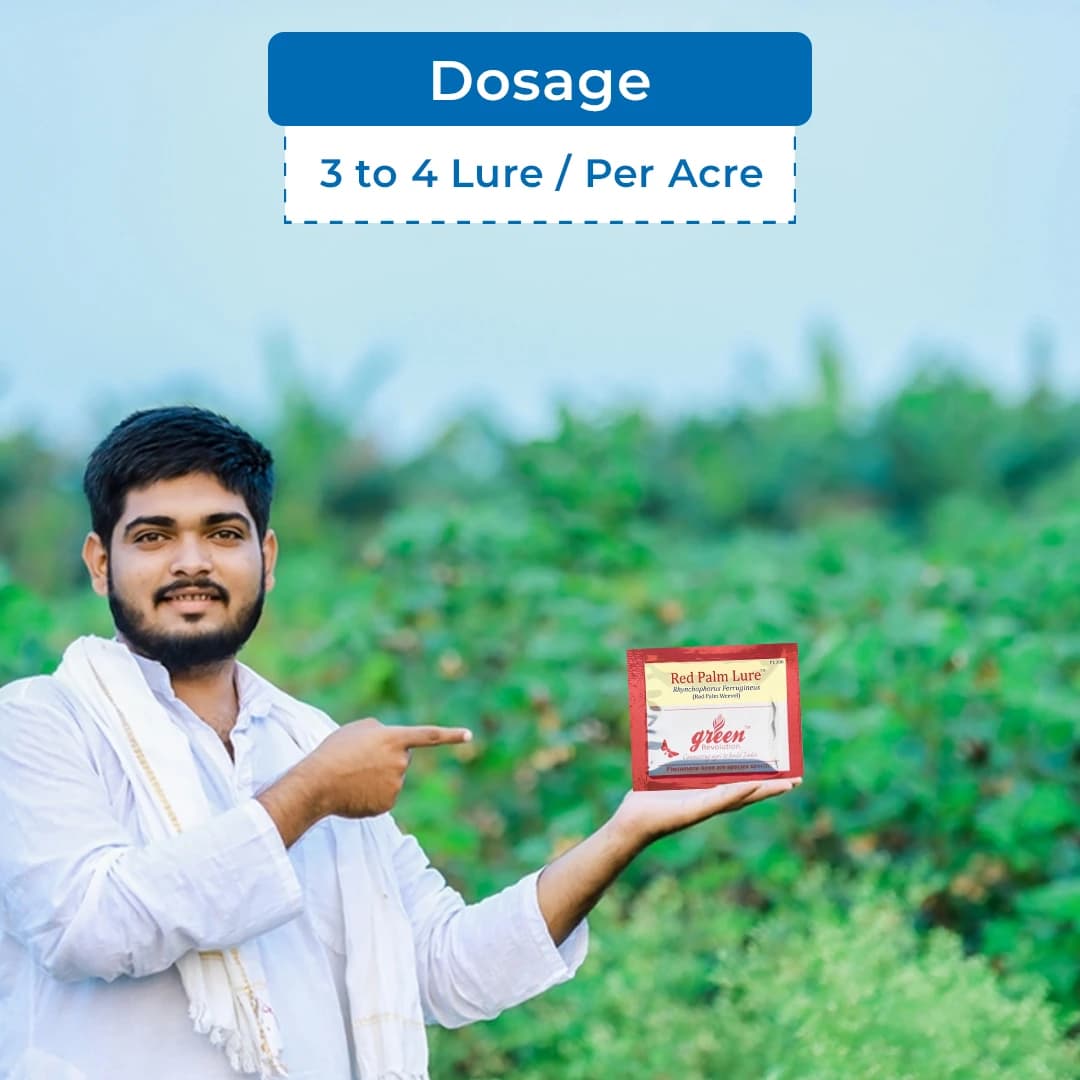 फेरोमोन ट्रैप और ल्यूर (राइन्कोफोरस फेरुगिनस) आरपीडब्ल्यू - रेड पाम वेविल, नारियल पाम, खजूर पाम, ऑयल पाम और एरेका नट पाम के लिए उपयोगी। - Image 5