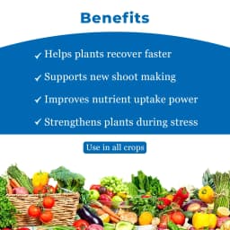 आनंद एमिनो एसिड पाउडर 80% 18 आवश्यक अमीनो एसिड का अनूठा मिश्रण है, क्लोरोफिल की सामग्री को बढ़ाता है। 4