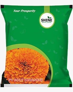 Marigold Bolt Orange F1 Hybrid Shine Brand Seeds, Flower Seeds, Good Keeping Quality, Tolerant to Major Diseases & Viruses