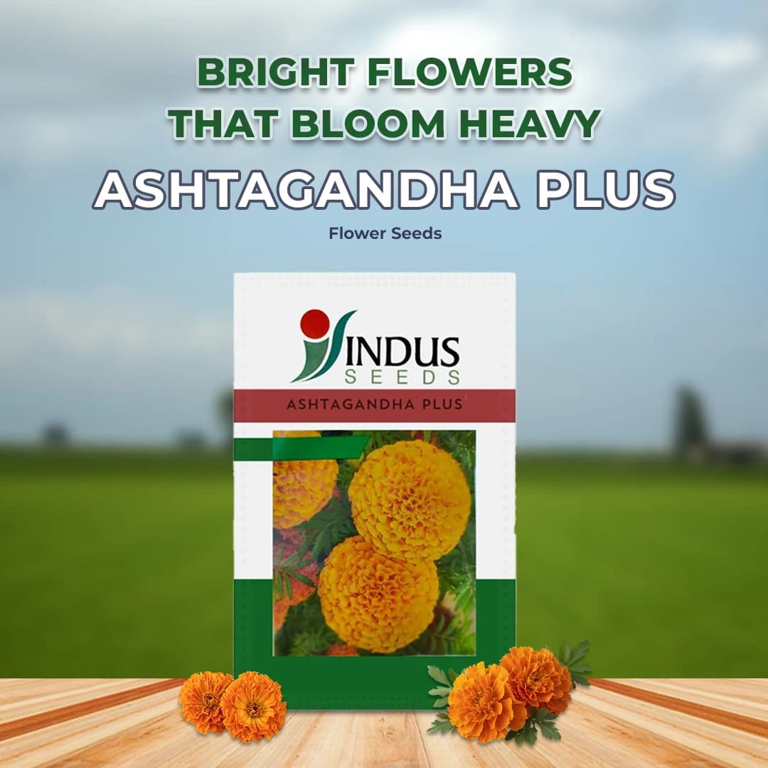 Indus Marigold Ashtagandha Plus Seeds Genda Fool Seeds Orange Colour Flower, Dark Green Leaves, Pink Stems - Image 2