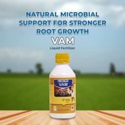 डॉ। बैक्टो वीएएम, वेसिकुलर अर्बुस्कुलर माइकोराइजा का तरल सूत्रीकरण, तरल उर्वरक। 2
