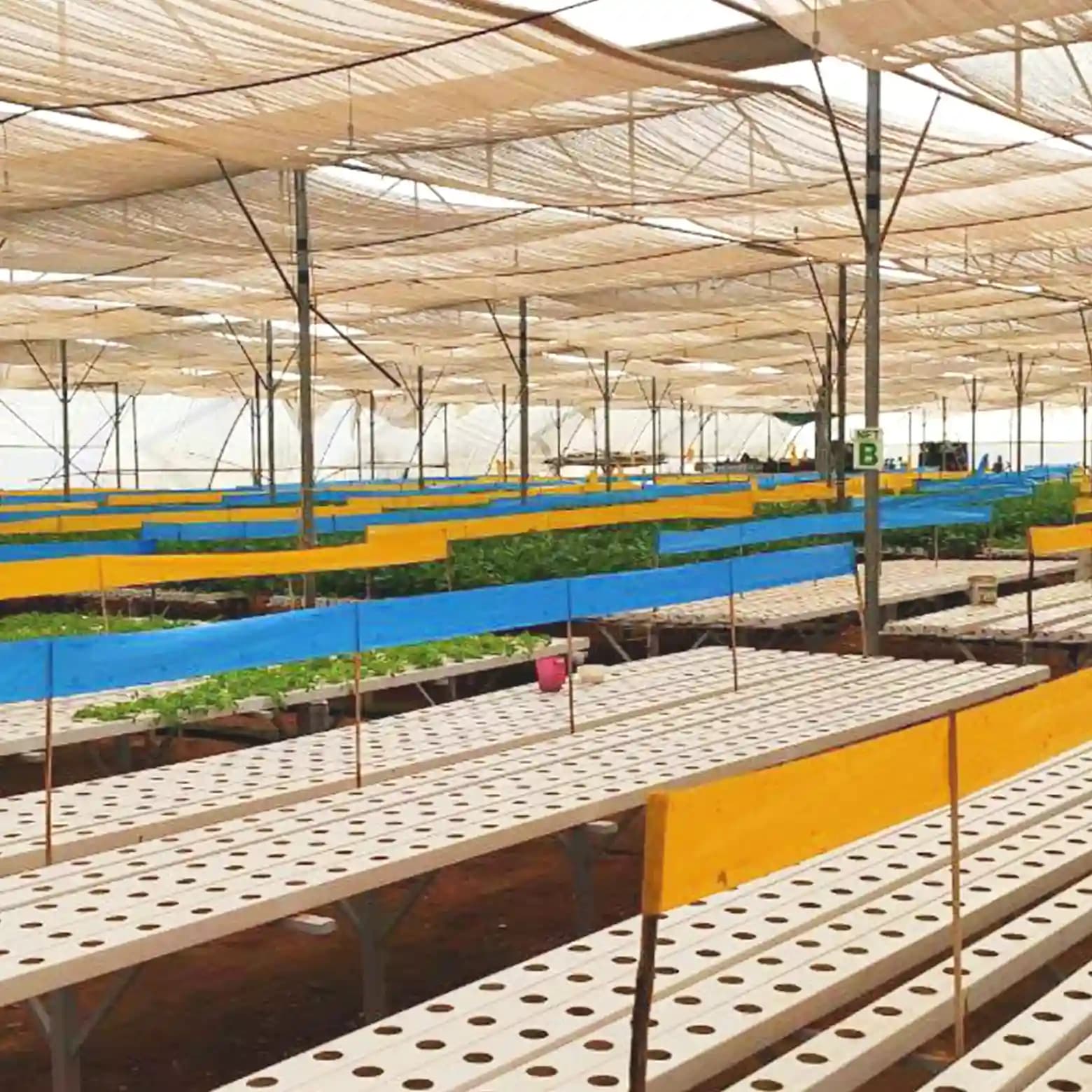 बैरिक्स मैजिक क्रोमैटिक ट्रैप स्टिकर रोल, नॉन-ड्राइंग, नॉन-फेडिंग, नॉन-ड्रिपिंग, ऑर्गेनिक फार्मों, खेतों, बागों, नर्सरियों और बागों के लिए उपयोगी। - Image 5