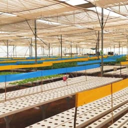 Barrix Magic Chromatic Trap Sticker Roll, Non-Drying, Non-Fading, Non-Dripping. Uses for Organic farms, Open field, Gardens, Nurseries, Orchards. 5