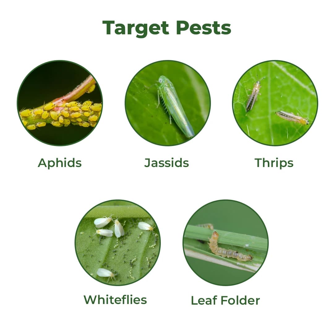 EBS Monoside Monocrotophos 36% SL Insecticide, Controls for Brown Plant Hopper, Green Leaf Hopper, Bollworms, Aphid, Jassid, Thrips, Whitefly. - Image 3
