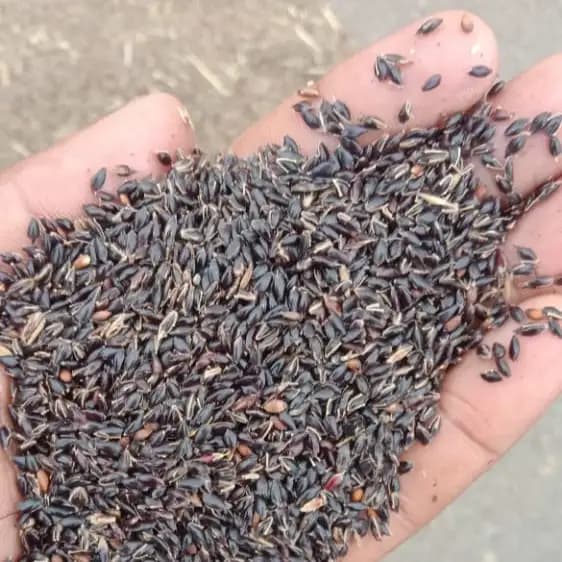 Dhyanarsh CSV33MF Sorghum Seeds, Fodder Seeds, Multi-Cut, Fast Growth Variety - Image 4