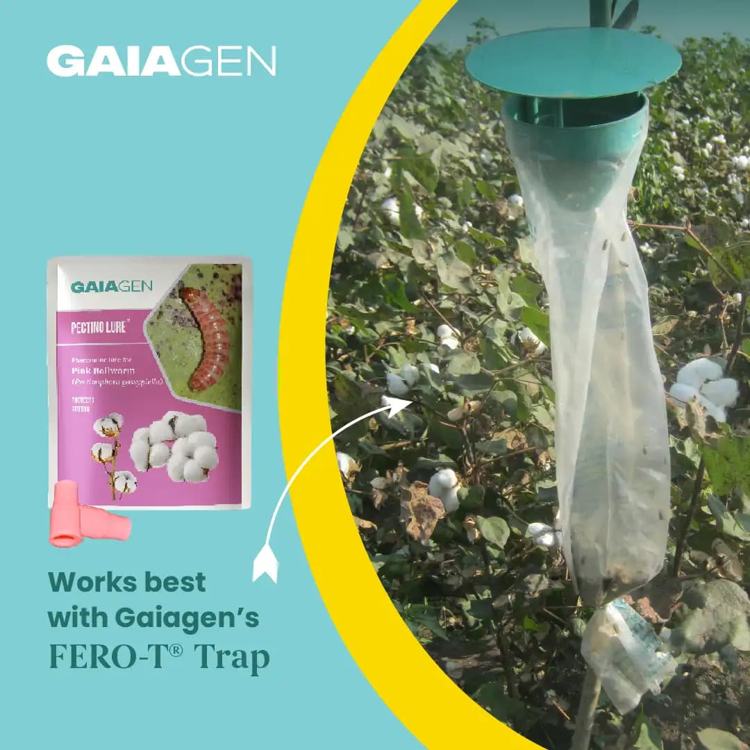 Gaiagen Pheromone Lure for Pink Bollworm (Pectinophora Gossypiella) And Insect Funnel Trap, IMO Certified. - Image 9