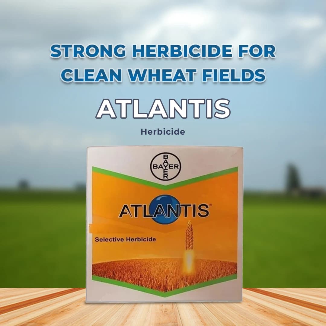 Bayer Atlantis Mesosulfuron Methyl 3% + Iodosulfuron Methyl Sodium 0.6 WDG Herbicide - Image 2