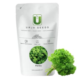 Urja Cress Curled Parsley Seeds, Bright Green Leaves Are Finely Divided And Curled, Cold Weather Crop - Image 2