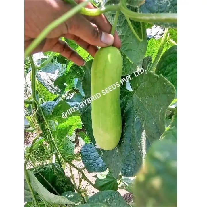 Iris IHS-035 F1 Hybrid Cucumber Seeds, High Yield, Fast Growing, Heat Tolerant Variety - Image 4