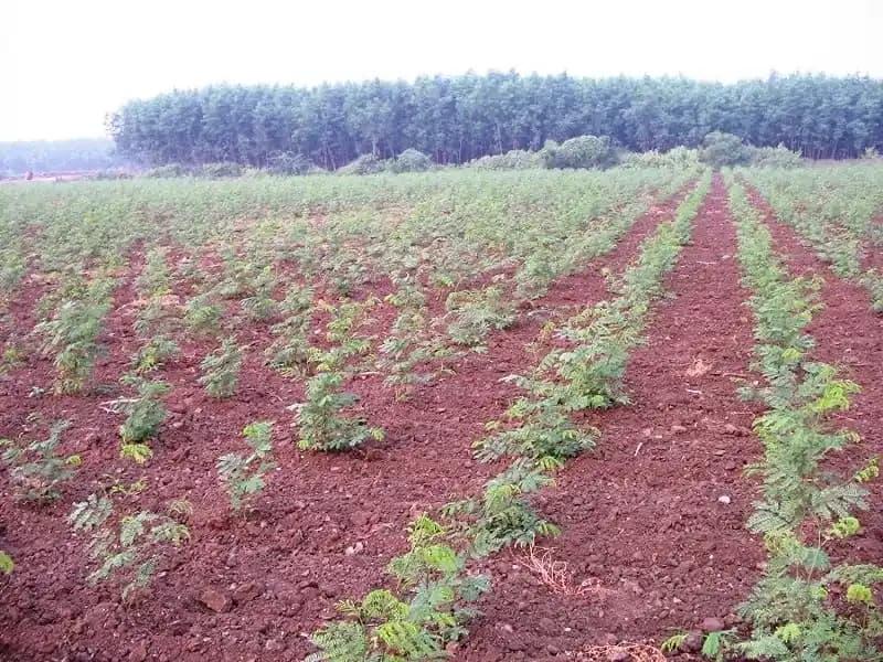 Sri Sai Forestry Subabul Seeds (Leucaena Leucocephala), Safed Babool, Ideal For Fodder Green Manure Plantation And Live Fencing - Image 6