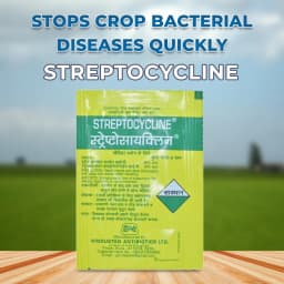 Hindustan Antibiotics Streptocycline, Streptomycin Sulphate 90% + Tetracycline Hydrochloride 10%, Effective Control Of Bacterial Diseases Of Plants 2