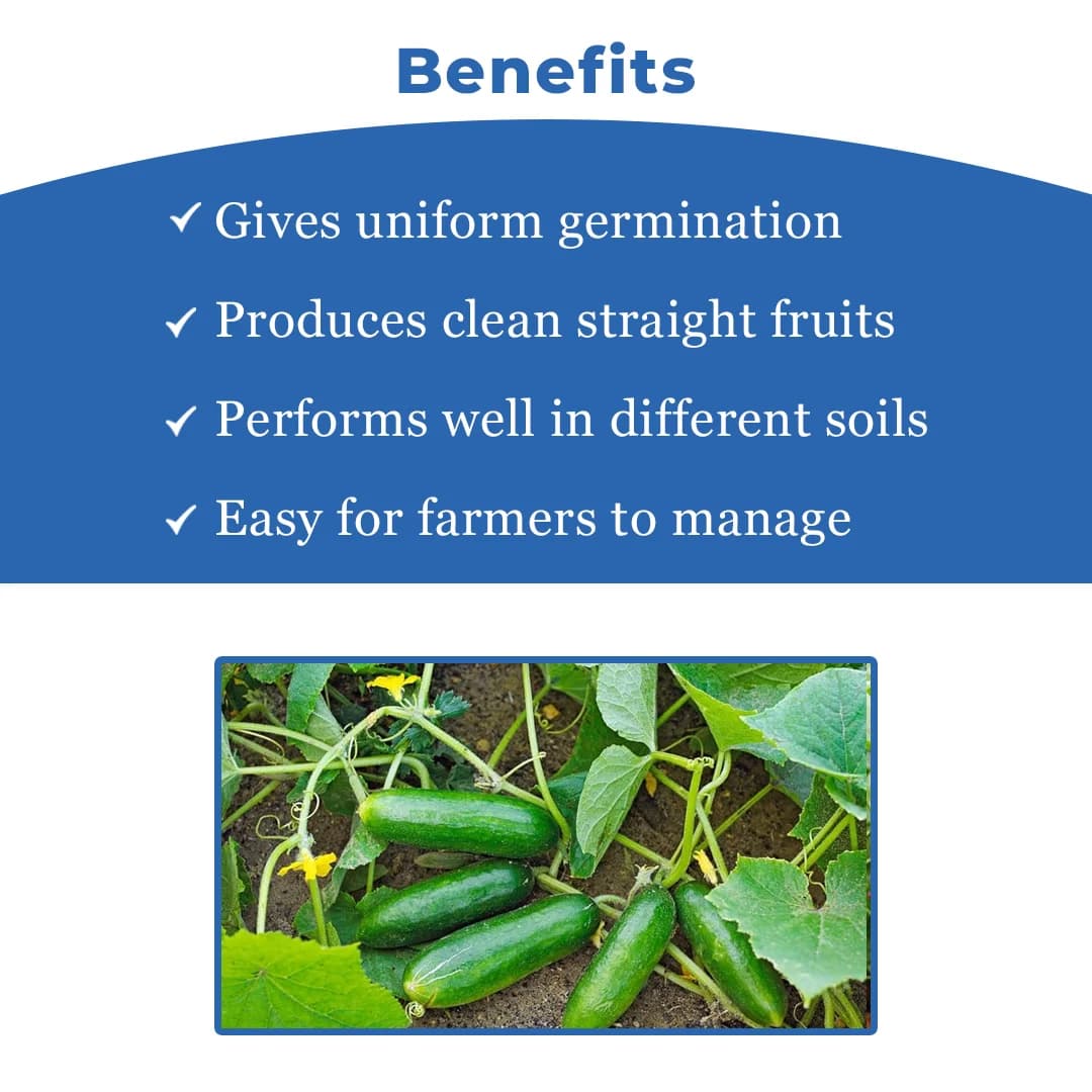 Sagar Shravani F1 Cucumber Seeds, High Yielding, Summer And Kharif Green Fruit - Image 4