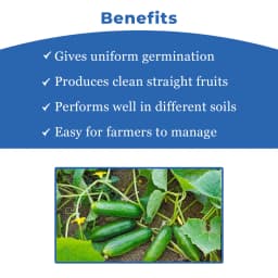 Sagar Shravani F1 Cucumber Seeds, High Yielding, Summer And Kharif Green Fruit 4