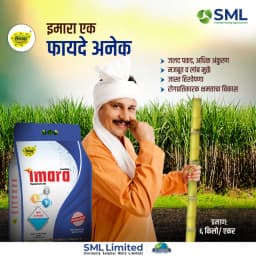 SML Imara Fipronil 0.6% + Sulphur 70% + Zinc 13% WG Systemic and Contact Insecticide 8