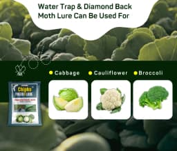 Chipku Pheromone Water Trap With Lure Plutella Xylostella To Catch Insect Diamond Black Moth (DBM) On Cabbage, Brocolli, Cauliflower Plants. 6