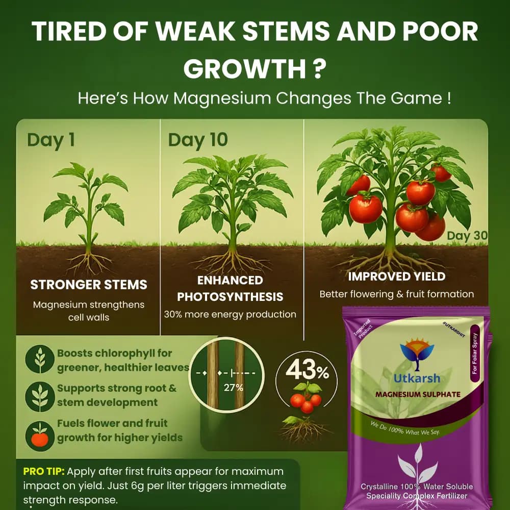 Utkarsh Magnesium Sulphate (Epsom Salt) (MgSO4.7H2O), Magnesium (as Mg) 9.5% and Sulphur (as S) 12% - Image 4