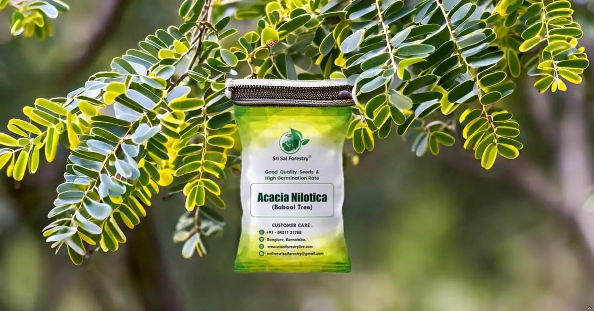 श्री साई फॉरेस्ट्री - अरबी गम (बबूल निलोटिका) बबूल वृक्ष के बीज - लाइव फेंसिंग वृक्ष के बीज - Image 12