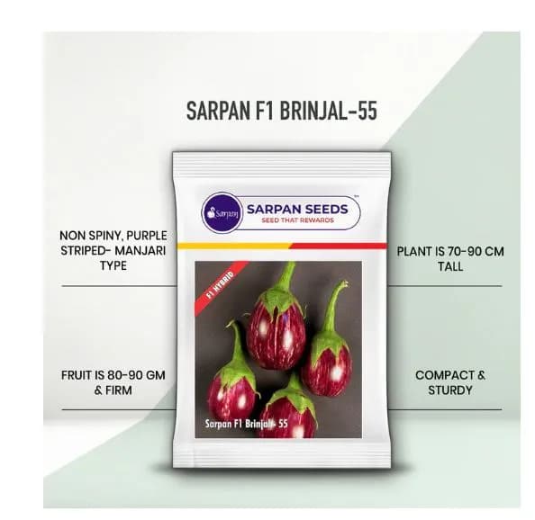 Sarpan F1 Brinjal 55 Brinjal Seeds - (Eggplant Seeds) Purple Striped And Non Spiny, Manjari Type - Image 1