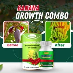 Katyayani Banana Growth Booster Combo, Promote Growth And Flowering (Mix Micronutrient 100 Gm, Accel Gro Plus 6 Gm) 2