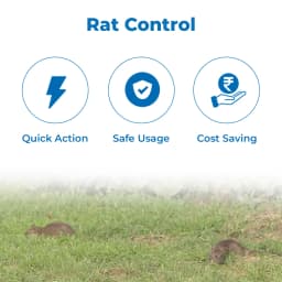 UPL Ratol Zinc Phosphide 80% Insecticide, Use for Rat Killer, Effective Control Against Field Rats, Mice And Other Harmful Rodents 3