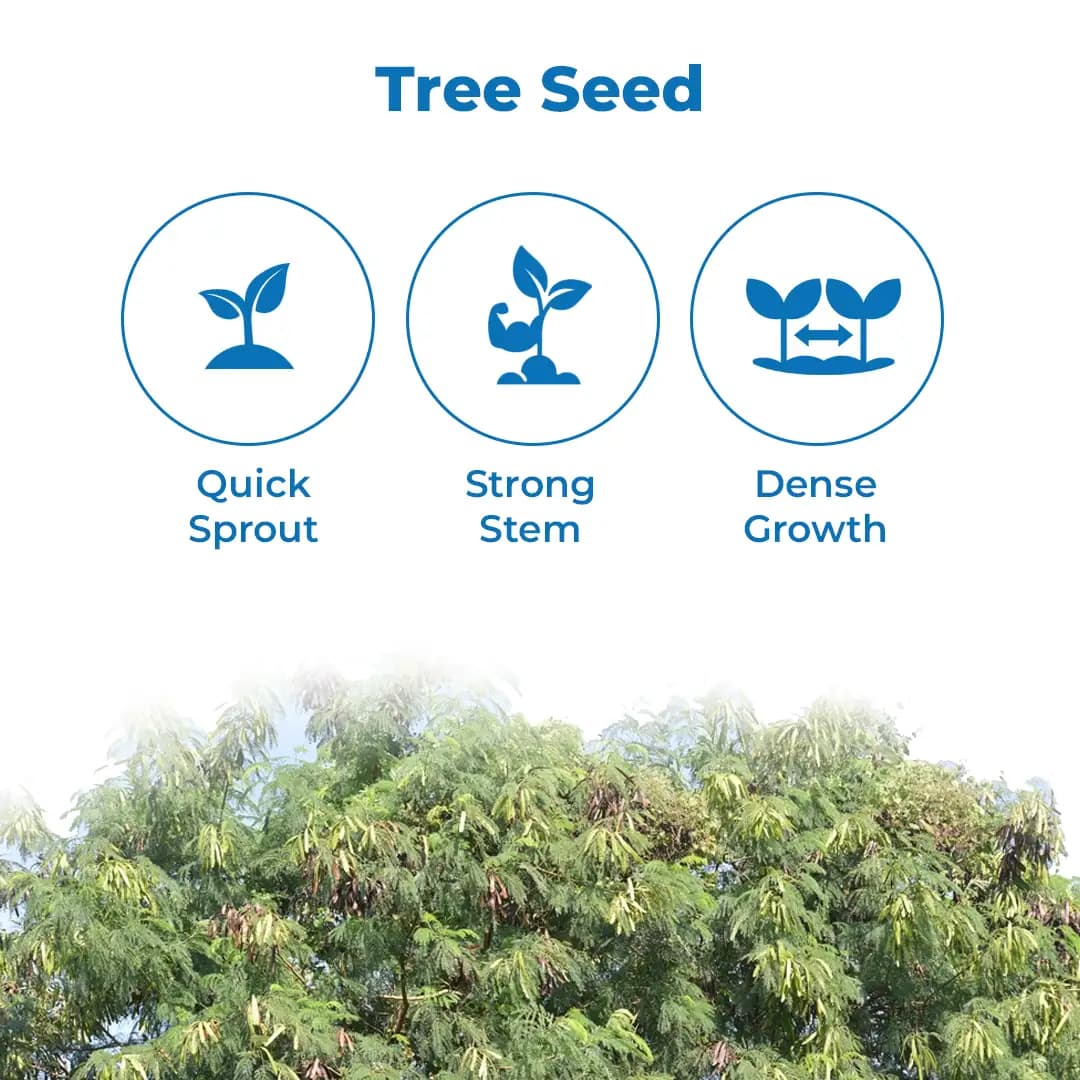 Sri Sai Forestry Subabul Seeds (Leucaena Leucocephala), Safed Babool, Ideal For Fodder Green Manure Plantation And Live Fencing - Image 3