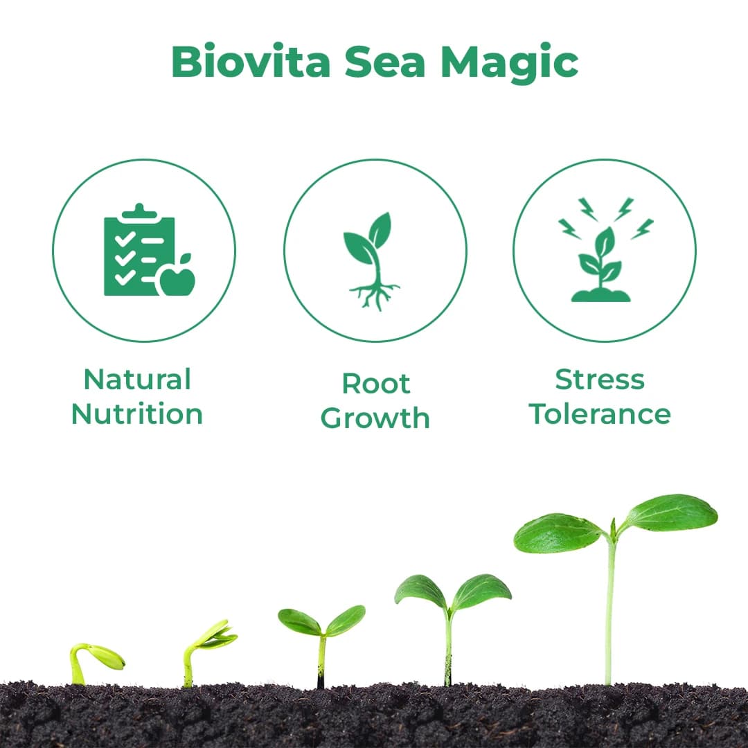 PI Biovita X Fertilizer - Based On Seaweed Extract - Image 4