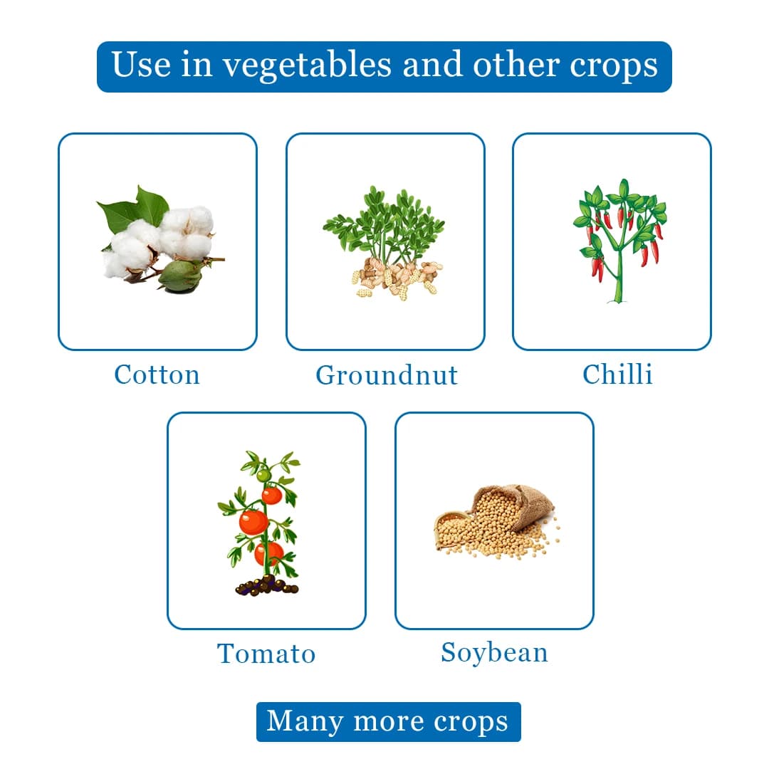 Chipku Funnel Trap With Spodoptera Litura Lure - Image 4