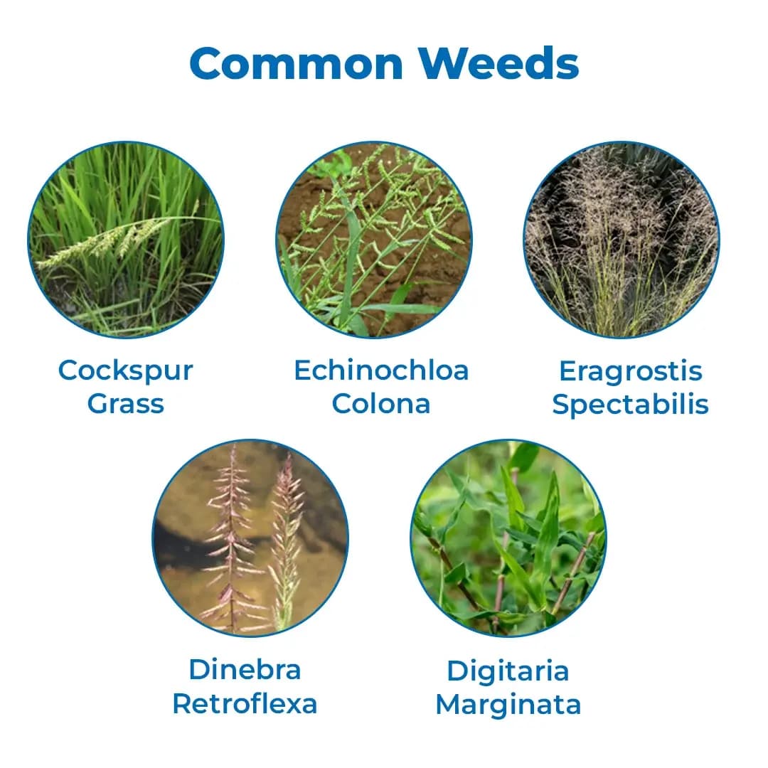 Agriventure Quizalo Silver Quizalofop Ethyl 5% EC Herbicide, Used To Control Narrow Leaf Weeds In Broad Leaf Crops. - Image 3