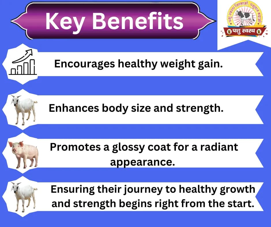 PASHU SVASTH PIG & GOAT GROWTH POWDER, Boost Growth, Weight Gain And Immunity Natural Herbs For Animal - Image 2